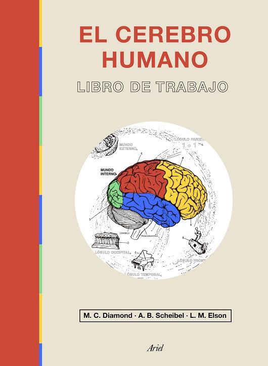 EL CEREBRO HUMANO | 9788434433601 | DIAMOND, MARIAN C./ELSON, LAWRENCE M./SCHEIBEL, A. B. | Llibreria Online de Vilafranca del Penedès | Comprar llibres en català