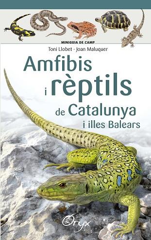 AMFIBIS I RÈPTILS DE CATALUNYA I ILLES BALEARS | 9788490346792 | LLOBET FRANÇOIS , TONI/MALUQUER MARGALEF, JOAN | Llibreria Online de Vilafranca del Penedès | Comprar llibres en català