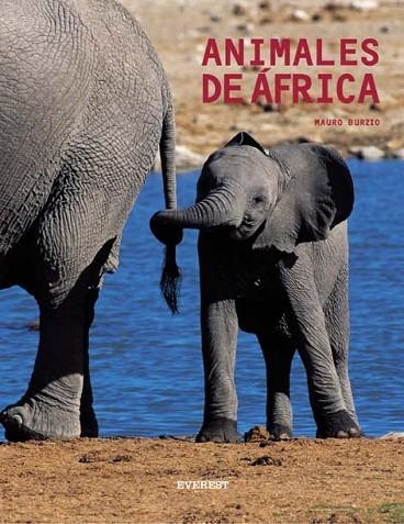 ANIMALES DE AFRICA | 9788424185053 | BURIZIO, MAURO | Llibreria L'Odissea - Libreria Online de Vilafranca del Penedès - Comprar libros