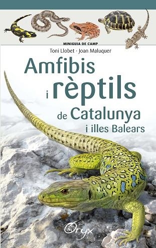 AMFIBIS I RÈPTILS DE CATALUNYA I ILLES BALEARS | 9788490346792 | LLOBET FRANÇOIS , TONI/MALUQUER MARGALEF, JOAN | Llibreria L'Odissea - Libreria Online de Vilafranca del Penedès - Comprar libros