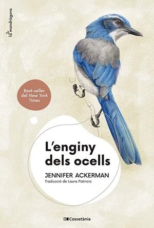 L'ENGINY DELS OCELLS | 9788413562544 | ACKERMAN, JENNIFER | Llibreria L'Odissea - Libreria Online de Vilafranca del Penedès - Comprar libros