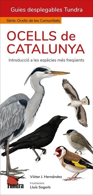 OCELLS DE CATALUNYA | 9788419624864 | HERNÁNDEZ, VÍCTOR J. | Llibreria Online de Vilafranca del Penedès | Comprar llibres en català